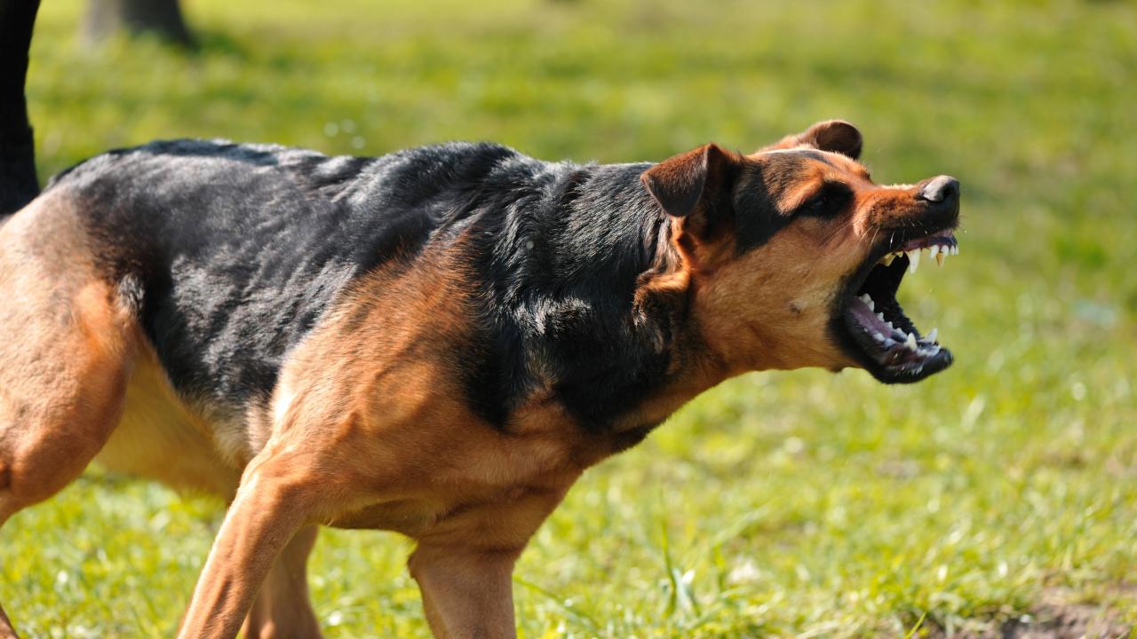 Top Aggressive Dog Breeds You Should Not Mess With